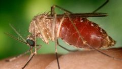 Galapágy ohrožuje dovezený komár 